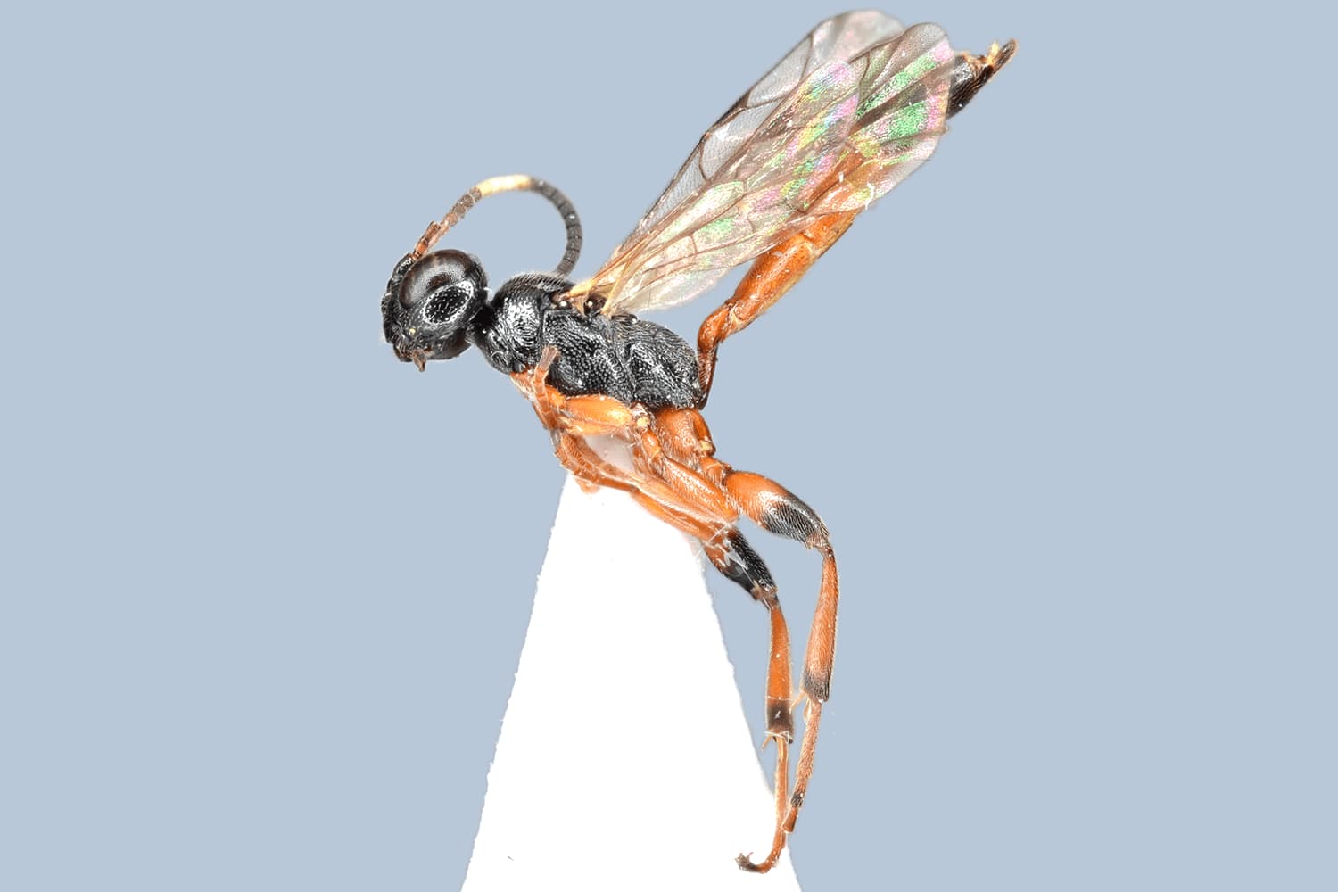 Default image